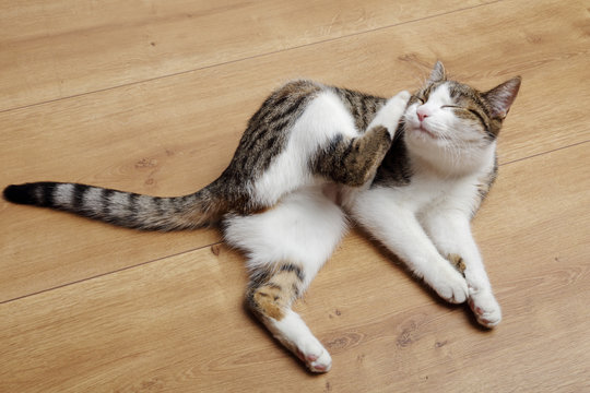 jeune chat tigr&eacute; europ&eacute;en tabby se grattant 