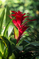 Red Bromelia hit by beautiful morning sunlight