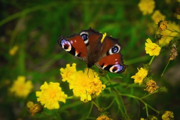 butterfly on flower