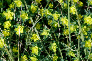 Wolfsmilchgewächs Euphorbie melitensis
