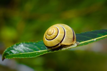snail on leaf