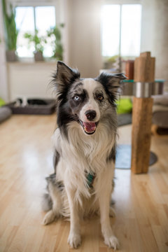 Border collie dog sitting in a living room