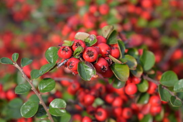 red berries of viburnum on branch