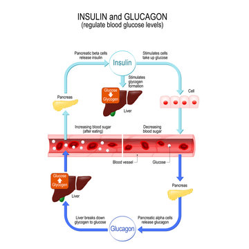 Insulin and glucagon regulate blood glucose levels. Liver and pancreas