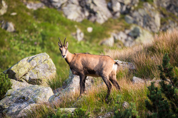 Chamois , Kamzik in the mountains of Slovakia