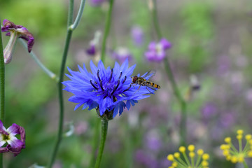 Obraz premium flower in field