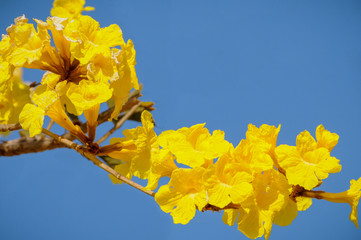 Yellow flowers on tree branch blue background 