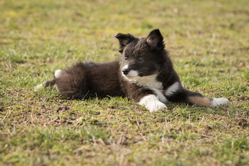 Fototapeta premium Islandhund Welpe