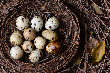 Obraz premium Easter Eggs: Quail: A nest filled with fresh quail eggs among leaves and twigs.