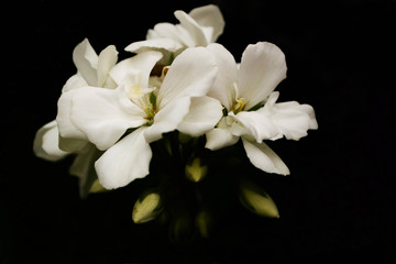 Obraz na płótnie Canvas white flowers of tree
