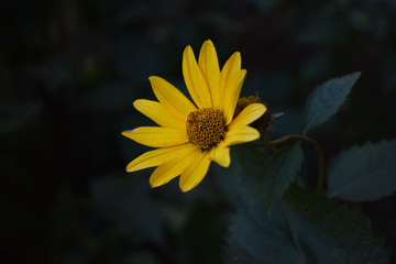 flower on green background