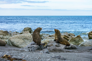 fur seals at the coast of cape palliser, new zealand 11