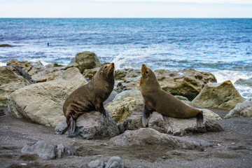 fur seals at the coast of cape palliser, new zealand 14