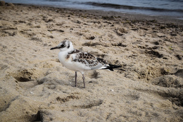 seagull on the beach