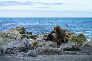 Fototapeta na wymiar fur seals at the coast of cape palliser, new zealand 15