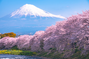 Mount Fuji with cherry blossom at the river in the morning