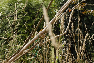 Garden abandonned in France