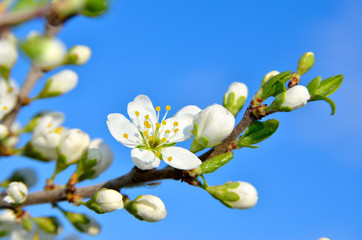 White flowers on the branches of trees in the spring