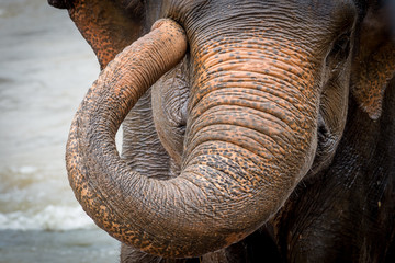 Słoń to wspaniały, ogromny ale wrażliwy zwierz - obrazy, fototapety, plakaty