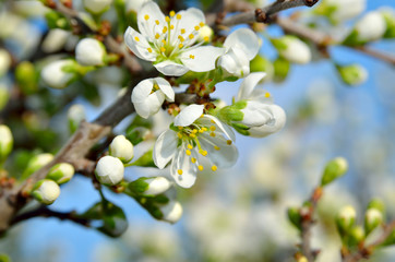 White flowers on the branches of trees in the spring