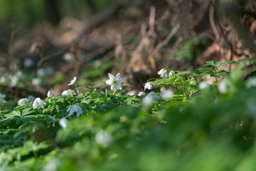 White anemone blooming in spring forest