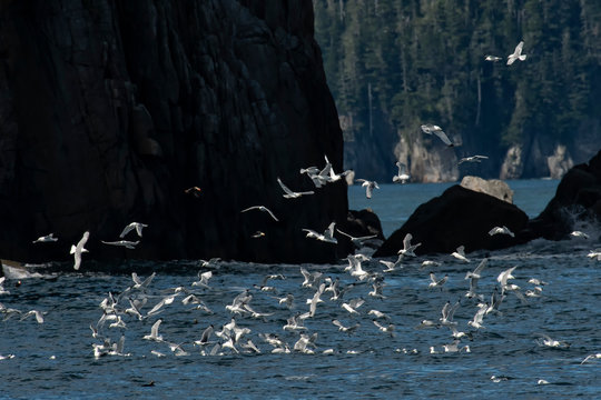 Black-legged kittiwake feeding frenzy;  Alaska