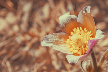 Pasqueflower, spring bloom, bright colorful macro on a sunny April day