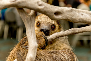Portrait of Sloth. A slow moving tropical mammal that hang upside down in trees
