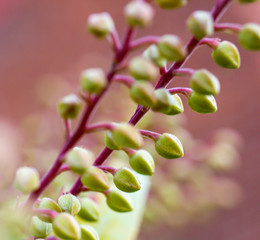 Pink and green macro flowering shrub