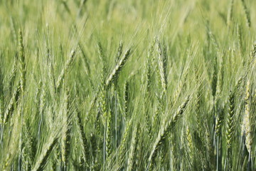 Field Wheat Barley