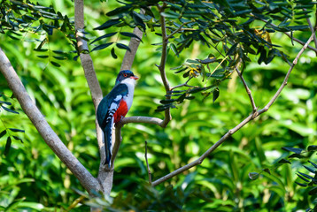 Cuban Trogon Portrait