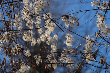 Sträucher im Winter