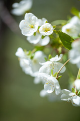 white flowers of cherry