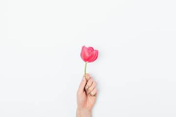Top view of woman's hand holding one beautiful tulip