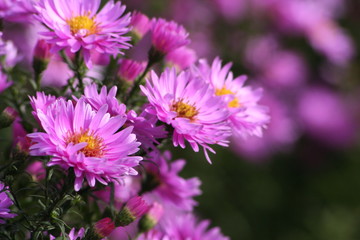 Obraz premium Fioletowe astry