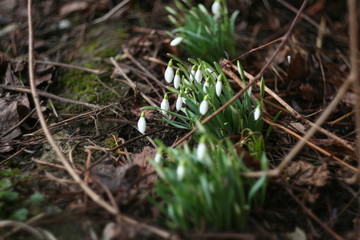 przebiśniegi wiosną
