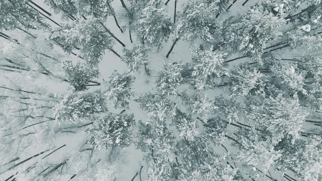 Aerial 4k view Top Down Fly Over Shot of Winter Spruce and Pine Forest