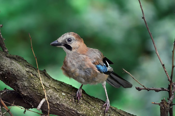 Eurasian jay - Garrulus glandarius. Jay sits on the branch of a tree in a natural habitat. Fauna of Ukraine. Shallow depth of field, closeup.