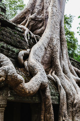 Giant tree roots covering temple in Siem Reap park, Cambodia