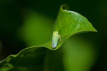 green leaf with insect