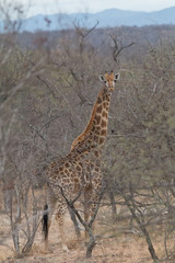 Fototapeta premium Giraffe in the Kruger National Park, South Africa