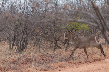 Waterbuck in the bushes, South Africa