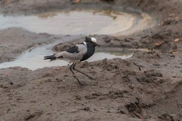 Blacksmith Lapwing on the ground, South Africa