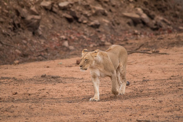 Fototapeta na wymiar Lion in the Kruger national Park, South Africa