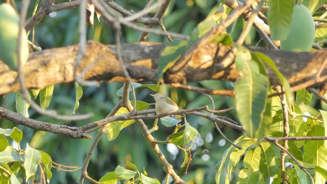 Common Tailorbird (Orthotomus sutorius) on the tree in tropical rain forest.