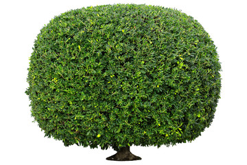 Shaped trimmed bush for garden landscape design