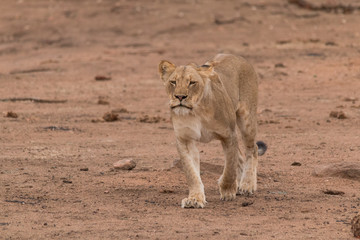 Naklejka na ściany i meble Lion in the Kruger national Park, South Africa