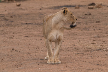 Lion in the Kruger national Park, South Africa