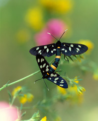 Two mating butterflies