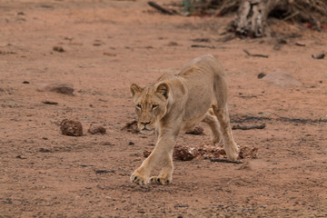 Lion in the Kruger national Park, South Africa
